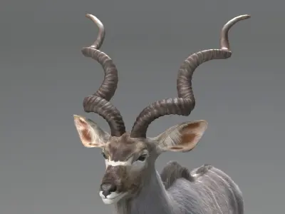 Kudu Antelope model 3D model