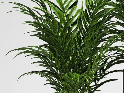 palm plants 137 3D model