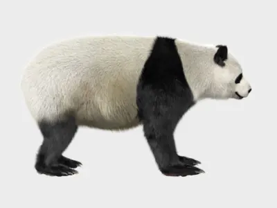 Panda with realistic fur 3D model
