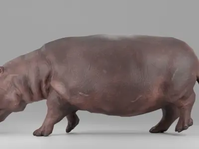 Hippopotamus Rigged and Tested for Animatetion Low-poly 3D model