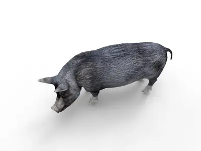 Black Pig Rigged  Low-poly 3D model