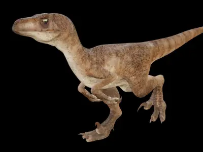 Raptor 3D model