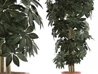 Plants Collection 64 3D model