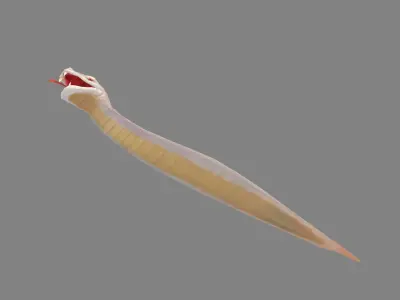 Cartoon White Snake Low-poly 3D model