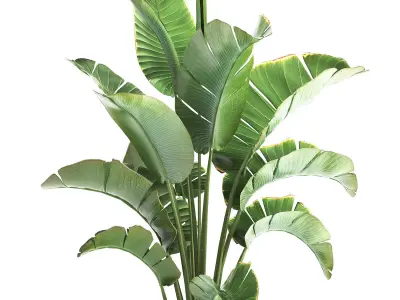 strelitzia palm in a loft pot for the interior 1111 3D model