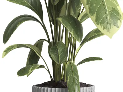 indoor plant 035 3D model