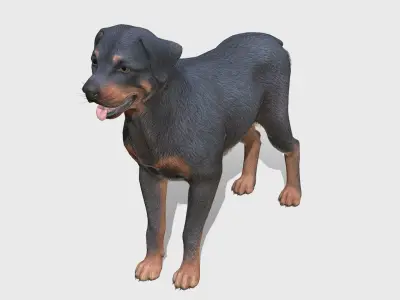 Dog - Rottweiler Low-poly 3D model purchase