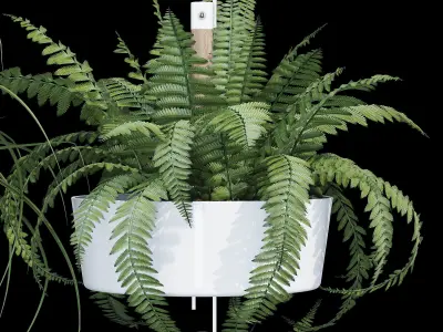 Bittergurka fern plants in hanging planter 3D model