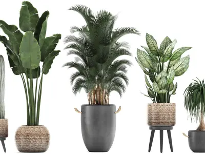 Collection of exotic palm trees in concrete pots 417 3D model