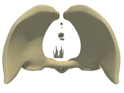 Torso of an Animal 3D model