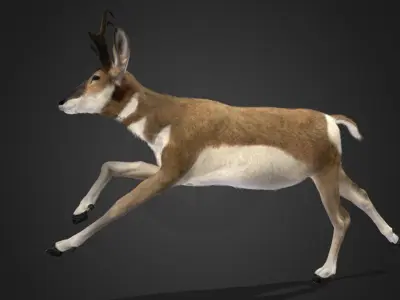 Pronghorn Antelope Animated 3D model