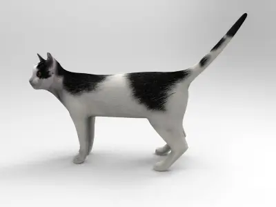 3D Cat animated Model low poly  Low-poly 3D model