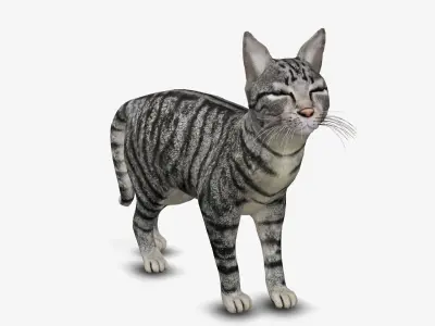 cat american short hair 3D model