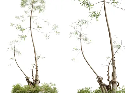 AV HousePlants Japandi Minimalism Ficus Dracaena Marginata20 3D model