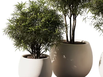 Indoor Plant Set V12 - Dracaena Reflexa  3D model