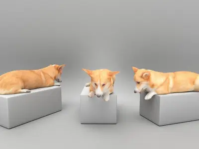 Welsh corgi 44 Low-poly 3D model