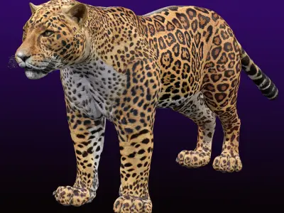 Jaguar Rigged 3D model