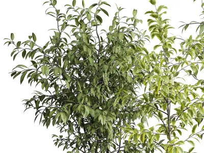 Indoor plant set 371 concrete vase plant tree shrub Low-poly 3D model