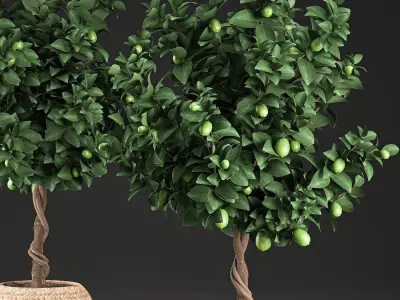 Lemon Tree for the interior in basket 637 3D model
