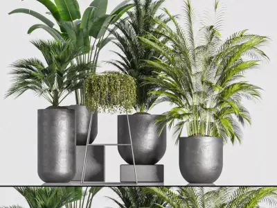 indoor plant Set 3 3D model