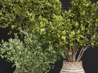 Indoor plant collection 22 3D model