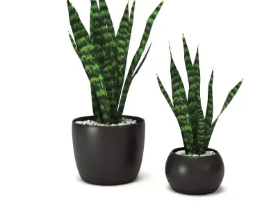 Snakeplants snake plant Free 3D model