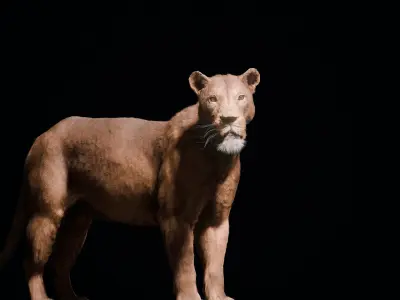 Young Lion 3d Blender model 3D model