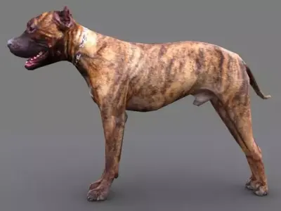 pitbull dog Low-poly 3D model
