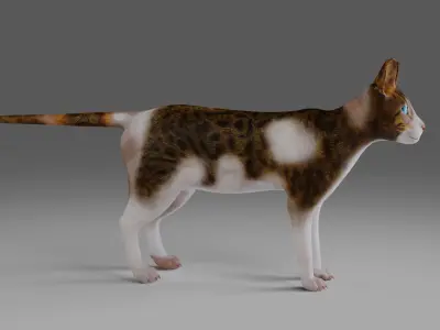 Calico Cat Rigged V3 in Blender  Low-poly 3D model