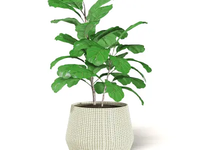 Fig Plant 3D Model in Wicker Basket 3D model