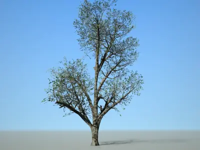 Broadleaf 001 Low-poly 3D model