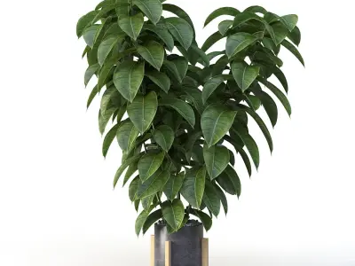Ficus 01 3D model