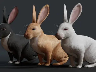 Reallistic Animated Rabbit Low-poly 3D model