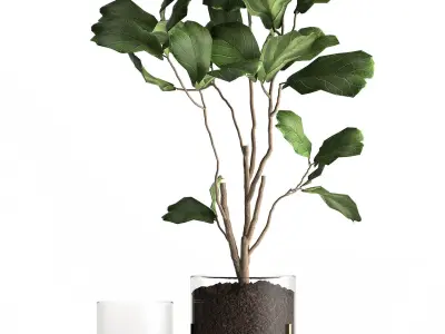 Ficus lyrata trees in a GLASS FLOWERPOT 958 3D model