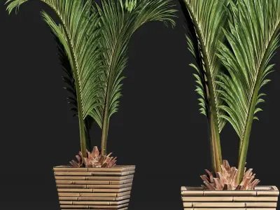 Plants Collection 180 Palm 3D model