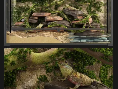 Terrarium Agama 3D model