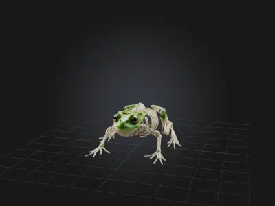 Realistic Frog Skeleton Model Low-poly 3D model