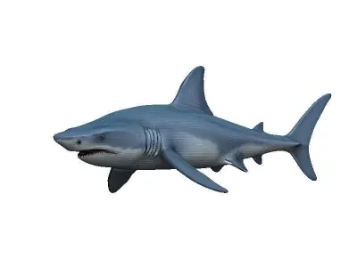 Shark Low-poly 3D model 47