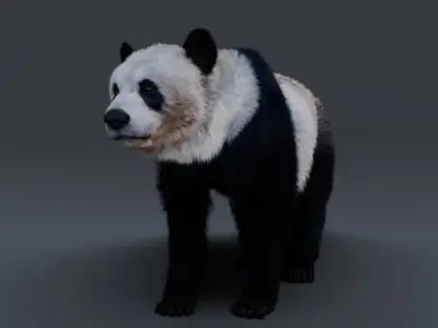 Panda Bear 3D model