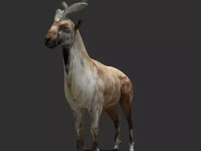 Mountains Goat 3D model