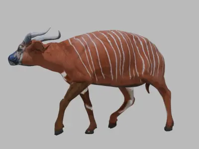 Female Bongo Antelope Realistic 3D model