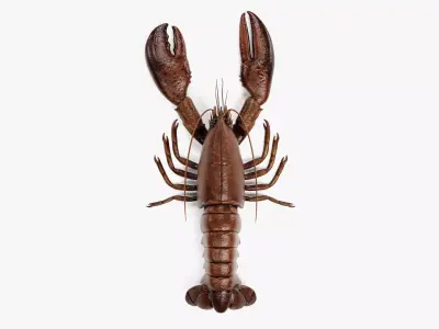 Lobster - Detailed Realistic Crustacean Homarus Americanus 3D model