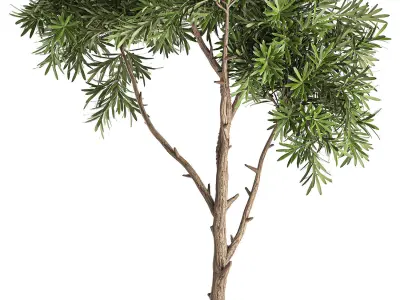 Decorative tree in a black flowerpots 743 3D model