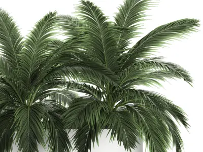 Decorative palm in a flowerpot 690 3D model