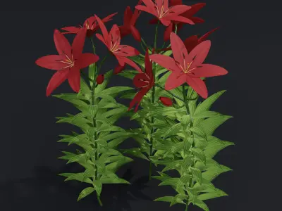 Lilium Lily Plant Low-poly 3D model
