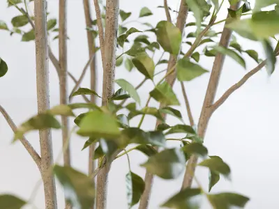 Fraxinus griffithii Tree 2 3D model