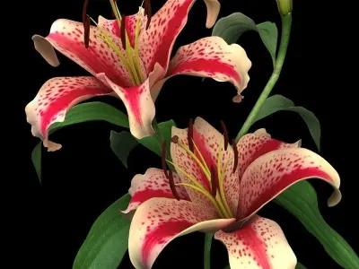 lily red spot 3D model