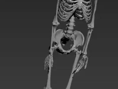 Human Skelton Realistic 3d model 3D model