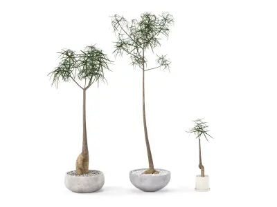 Plant Bottle Tree - Brachychiton Rupestris 3D model