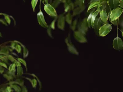 Plant 70 3D model